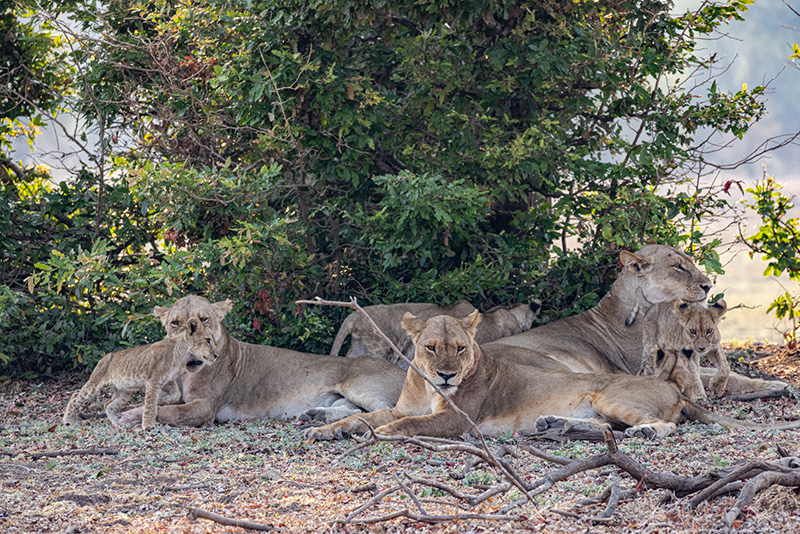 A pride of lions rests inside South Luangwa National Park, Zambia