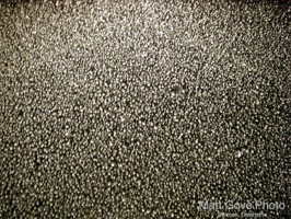 Picture 46