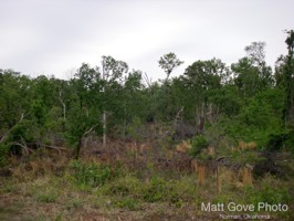 Picture 47