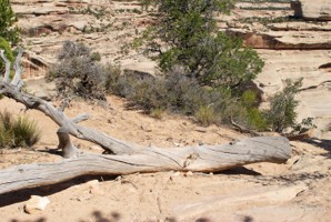 Picture 52