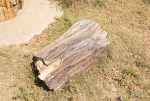 Picture 57