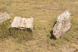 Picture 59
