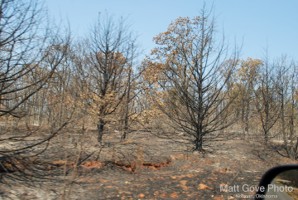Picture 41