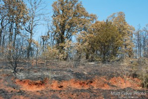Picture 42