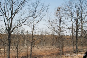 Picture 44