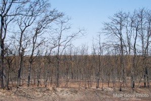 Picture 47