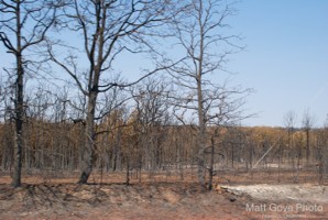 Picture 51