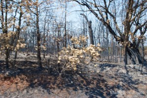 Picture 57