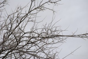 Picture 114