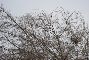 Picture 117