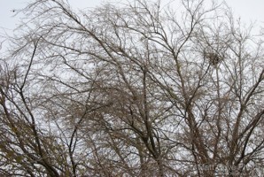Picture 118