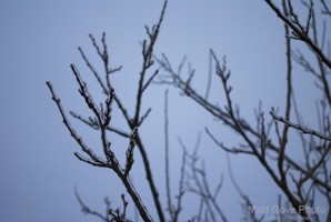 Picture 42