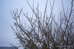 Picture 43