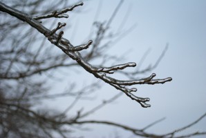 Picture 45