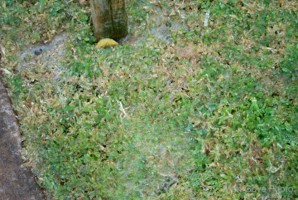 Picture 61