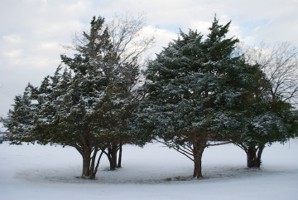 Picture 51