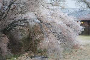 Picture 29