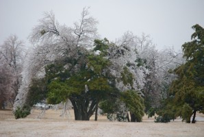Picture 31