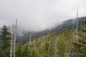 Picture 31