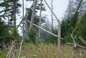 Picture 34
