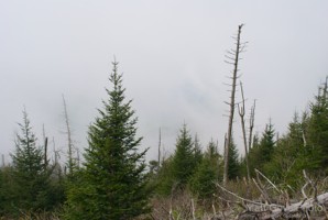 Picture 36