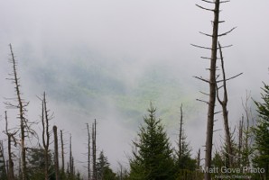 Picture 37