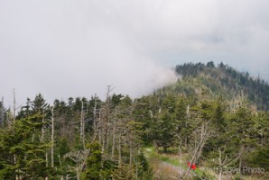 Picture 59
