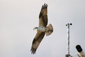 Picture 26