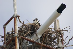 Picture 4