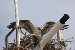 Picture 9