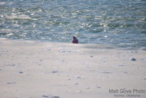 Picture 40