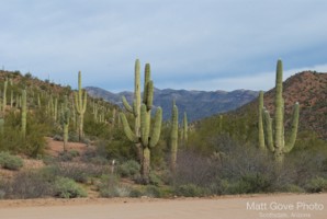 Picture 9