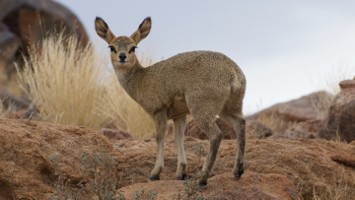 Picture 21