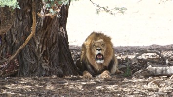 Picture 25