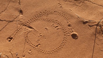 Picture 32