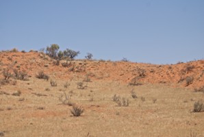 Picture 55
