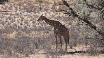 Picture 99