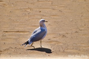 Picture 49