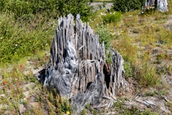 Picture 21