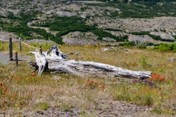 Picture 64