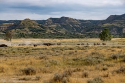 Picture 45