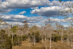 Picture 38
