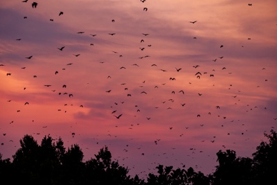 Zambia Safari and Bat Research